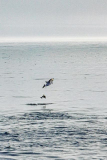 Dolphins