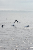 Dolphins
