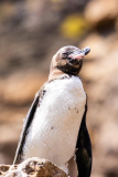 Galapagos Penguin, Punta Vicente Roca, Isabela Island