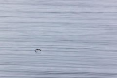 Isabela Island, Galapagos