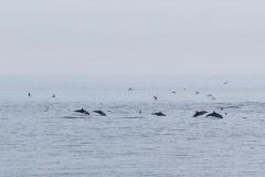 Dolphins