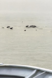 Dolphins