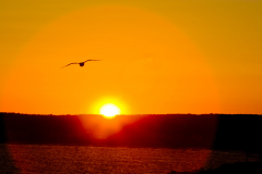 Seagull flying into the sunset.