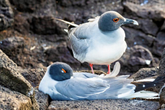 Swallow Tailed Gull, North Seymour Island