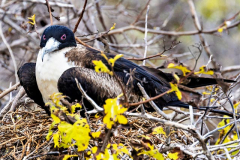 Female Frigate Bird, North Seymour