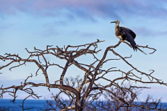 Female Frigate Bird, North Seymour