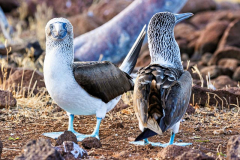 Blue Footed Booby, North Seymour