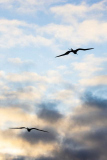 Frigate Birds, North Seymour Island