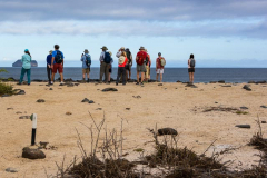 Unknown pack mammals, North Seymor