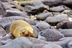 Snoozing Sea Lion, North Seymour