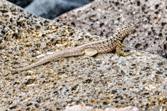 Lizard, North Setmour