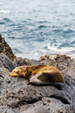 Snoozing Sea Lion, North Seymour