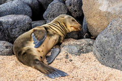 Snoozing Sea Lion, North Seymour