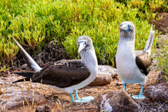 Blue Footed Boobies, North Seymour