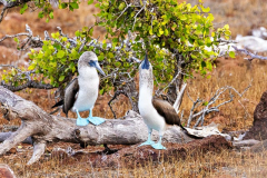 Blue Footed Booby, North Seymour