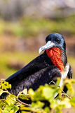 Frigate Bird , North Seymour Island
