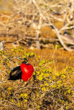 Frigate Bird looking for a mate, North Seymour Island