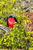 Frigate Bird looking for a mate, North Seymour Island