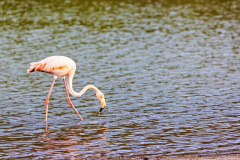 Flamingo on Rabida Island