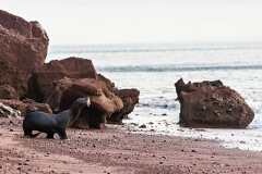 Sea Lion
