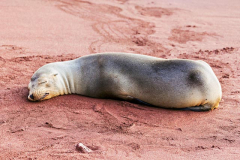 Sleeping Sea Lion