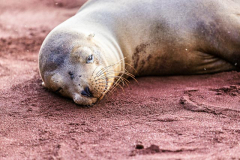 Sleeping Sea Lion