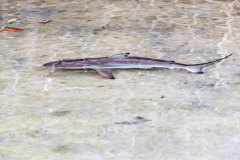 Caleta Tortuga Negra, Santa Cruz Island, Galapagos