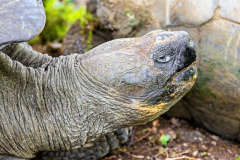 Tortoise, Santa Cruz, Galpagos