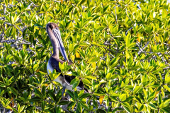 Caleta Tortuga Negra, Santa Cruz Island, Galapagos