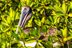 Caleta Tortuga Negra, Santa Cruz Island, Galapagos