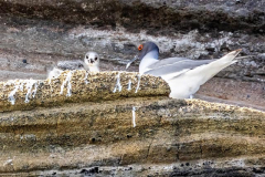 Swallow tailed gull chick on Santiago Island