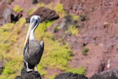Santiago Pelican