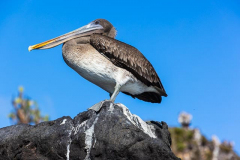 Santiago Pelican