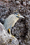 Yellow Crowned Night Heron