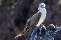 Blue Footed Boobie on Santiago Island