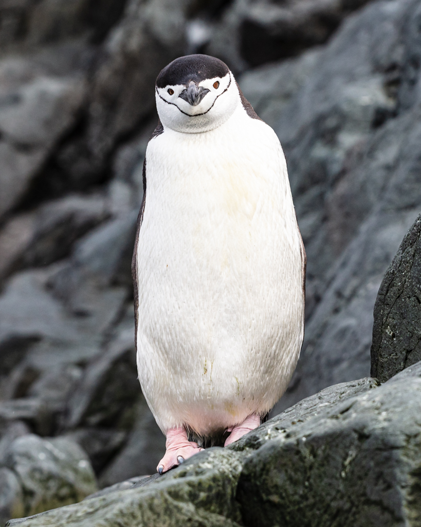 Antarctic Residents- Chinstrap Penguin