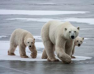 Polar Bear Mom and Cubs