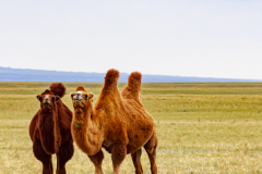 Bactrian Camels