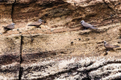 Galapagos Dove, Punta Vicente Roca, Isabela Island