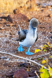 Blue Footed Booby, North Seymour