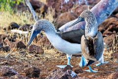 Blue Footed Booby, North Seymour