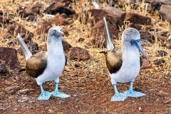 Blue Footed Booby, North Seymour