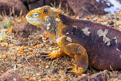 Iguana, North Seymour