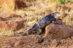 Iguana, North Seymour