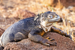 Iguana, North Seymour