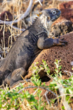 Iguana, North Seymour