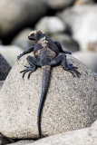 Iguana, North Seymour