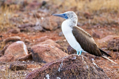 Blue Footed Booby, North Seymour