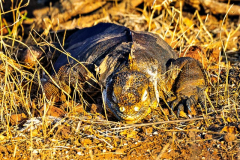Iguana, North Seymur