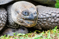 Tortoise, Santa Cruz, Galpagos